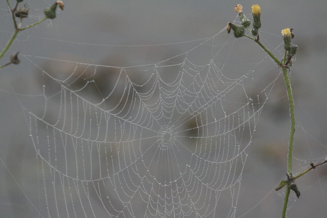 Spider Web