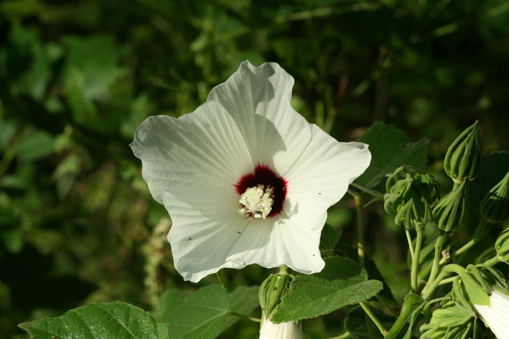 Rose Mallow, Halberd-Leaved (Hibiscus militaris)