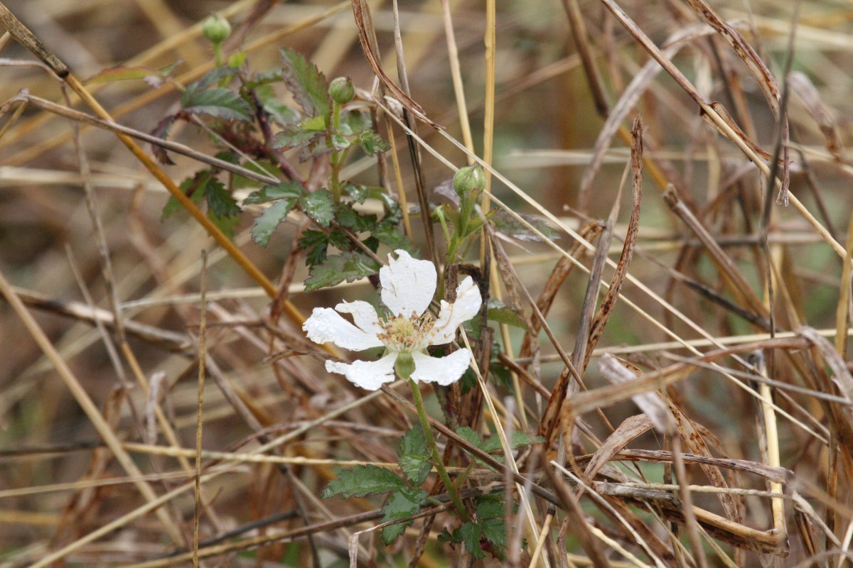 Dewberry, Southern (Rubus trivialis)