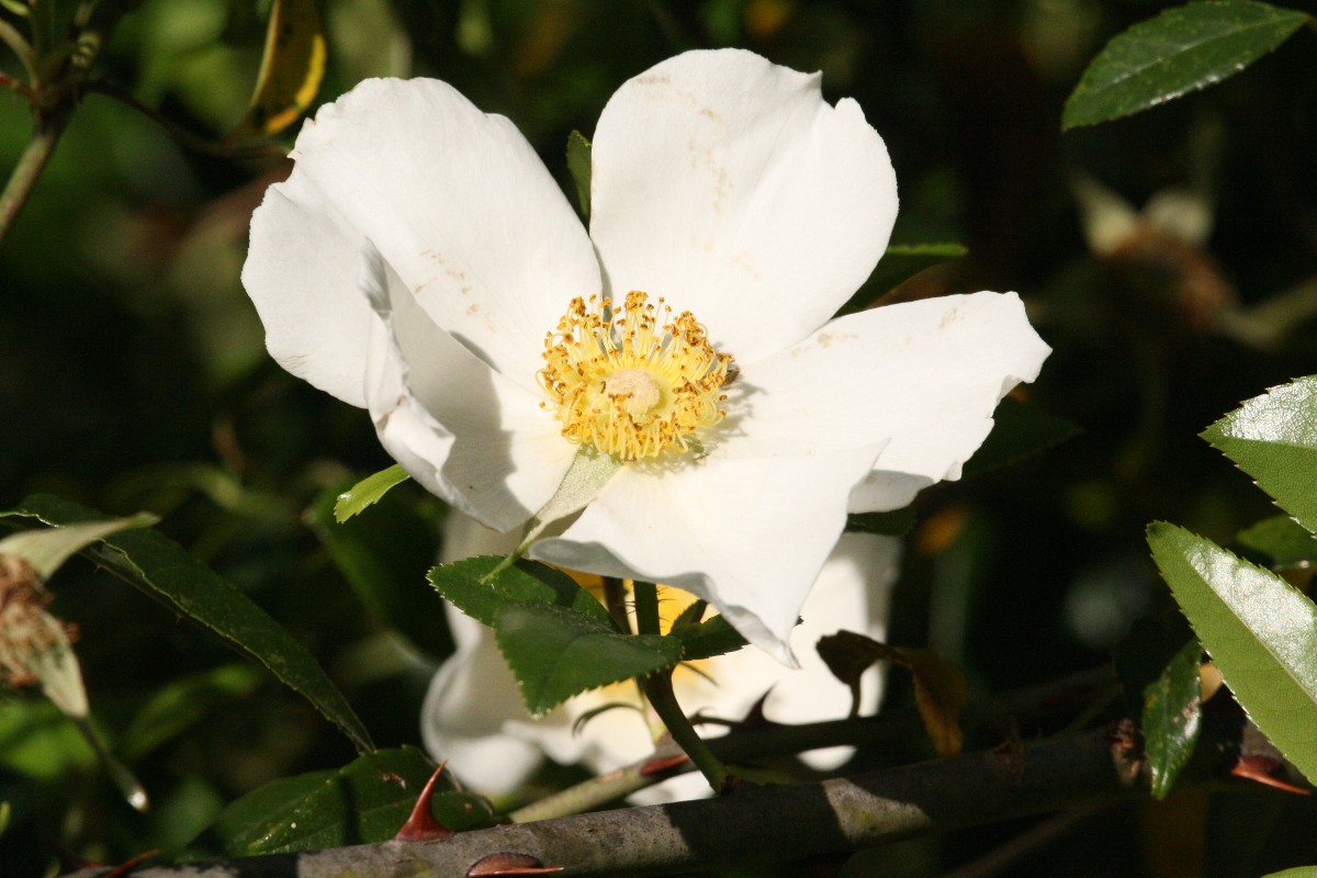 Marcartney Rose (Rosa bracteata)