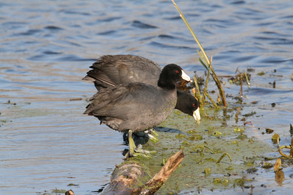 American Coots