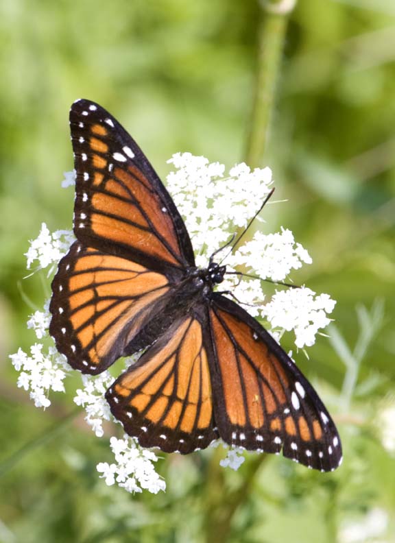 Viceroy42R.jpg