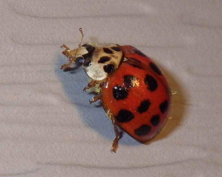 LadybugWithParasites3.jpg