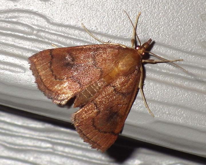 MintRootBorerMoth4.jpg