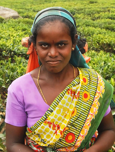 Tea Picker