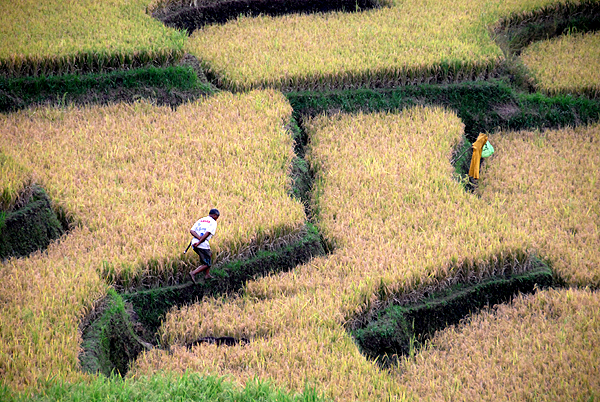 Indonesia 2 May 2012 271 Sumbawa Paddy