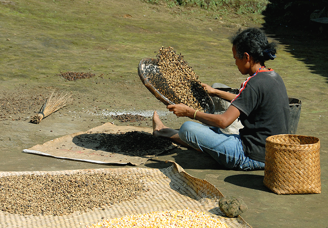 Indonesia 2 May 2012 112 Flores Village Coffee Husking