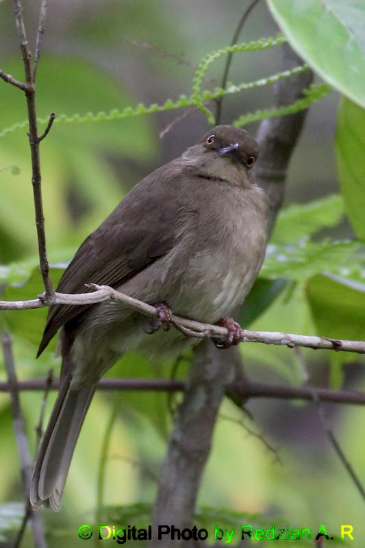 RedEyedBulbul.jpg