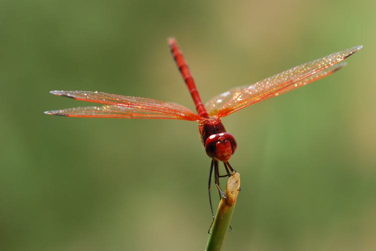 DSC_2321.JPG