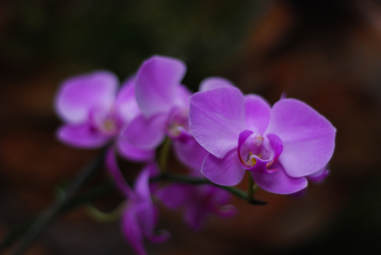 DSC_2463.JPG