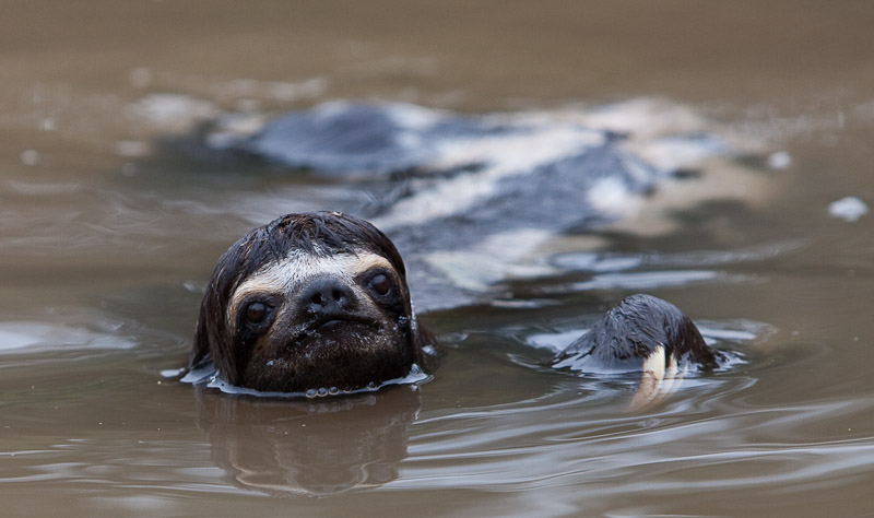 Swimming Three-Toed Sloth