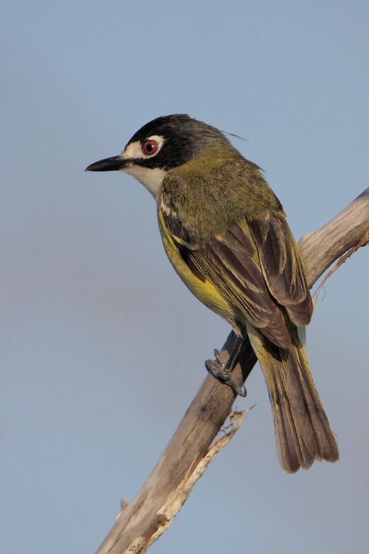 Black-capped Vireo