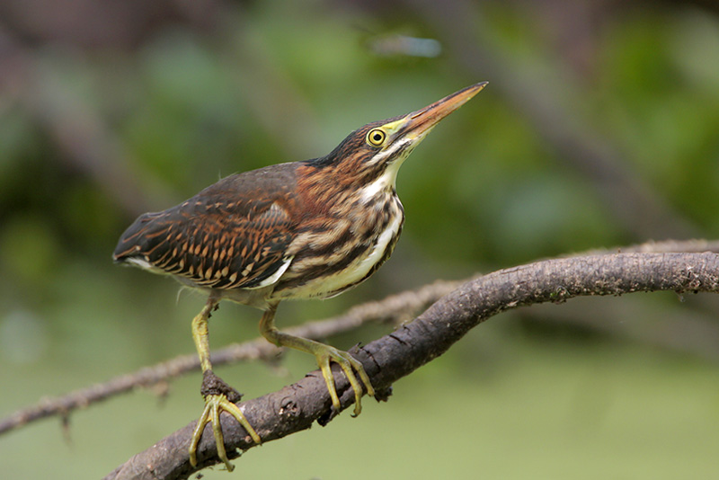Green Heron hunting dragonflies