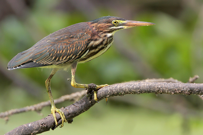 Green Heron