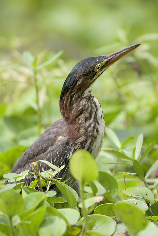 Green Heron