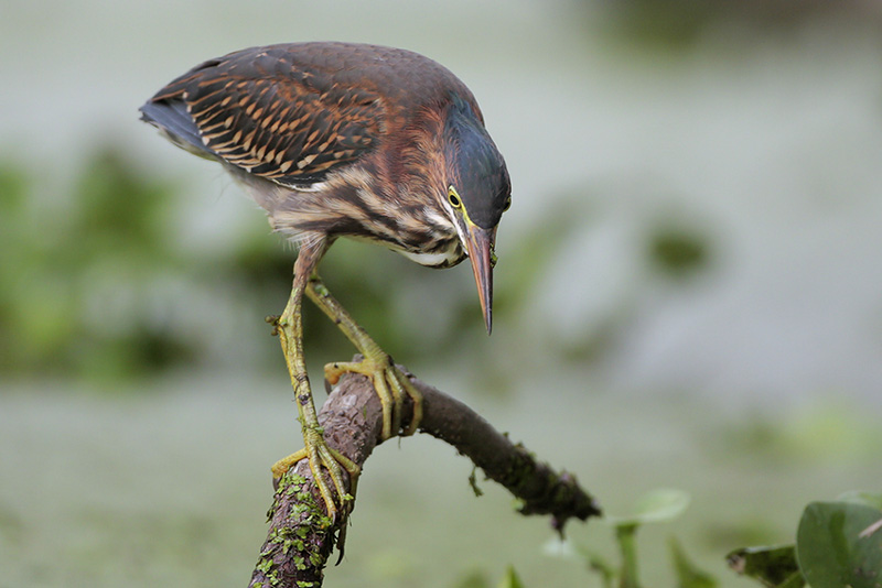 Green Heron