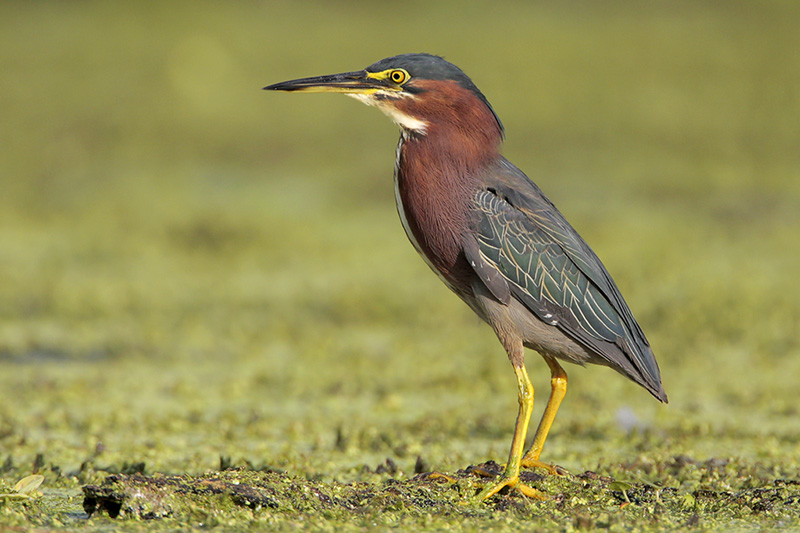 Green Heron