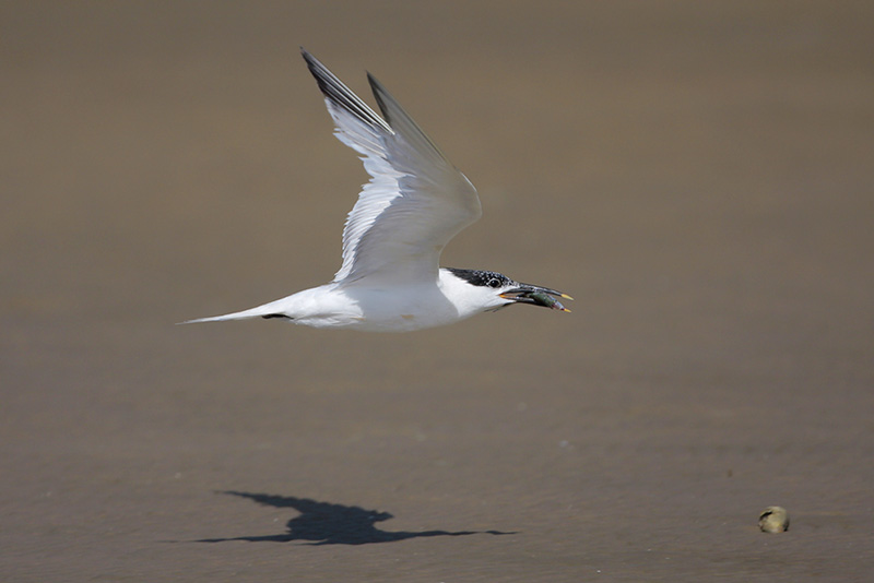 Sandwich Tern