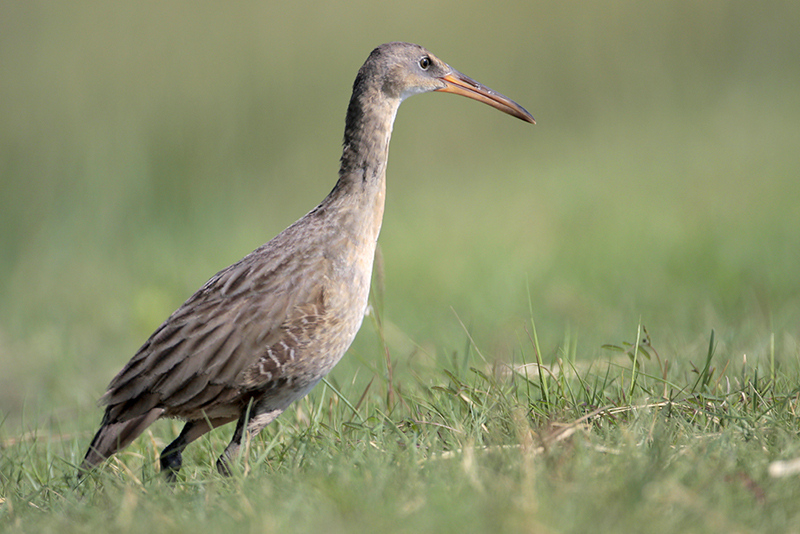 Clapper Rail