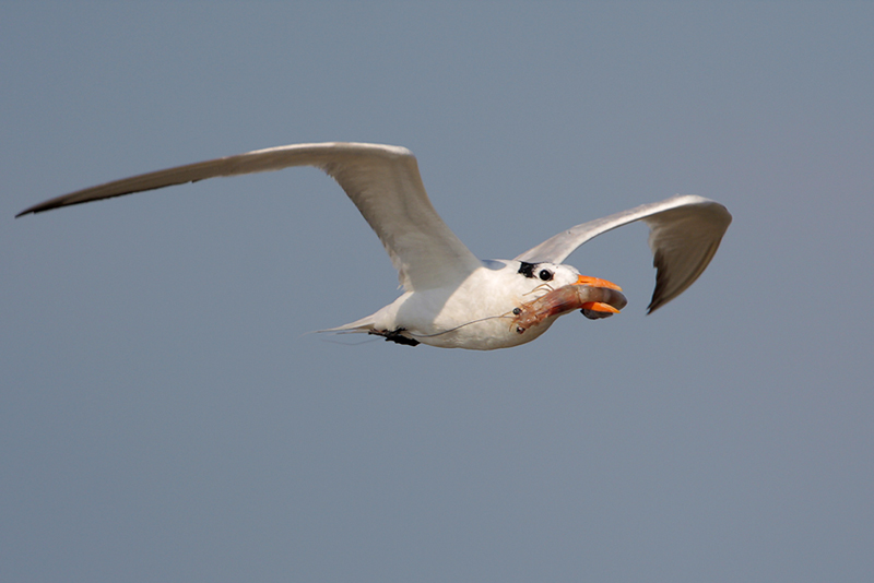 Royal Tern
