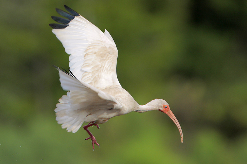 White Ibis