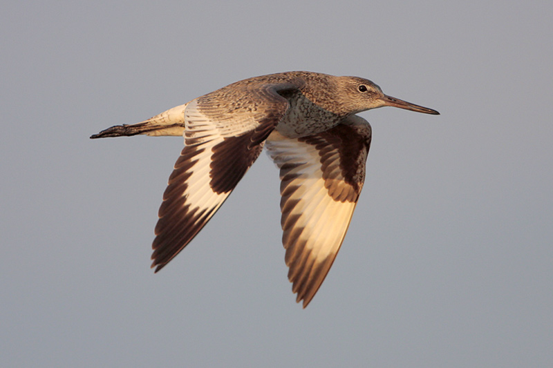 Willet