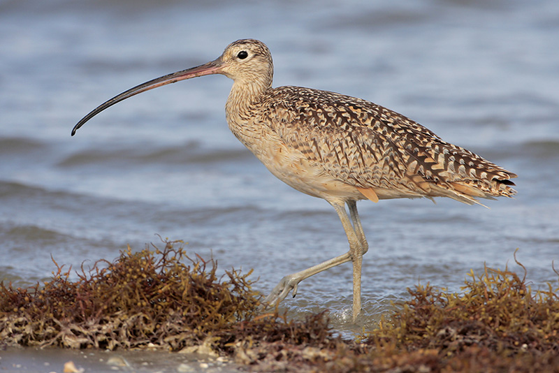 Long-billed Curlew