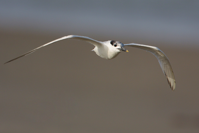 Sandwich Tern