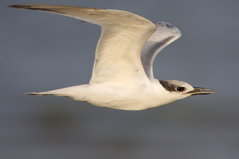 Sandwich Tern