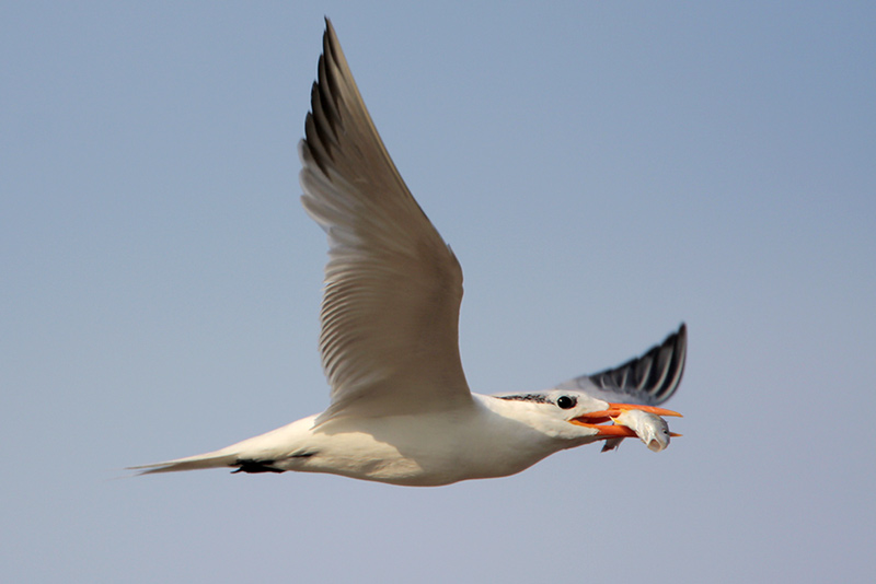 Royal Tern