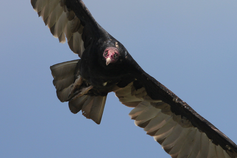 Turkey Vulture