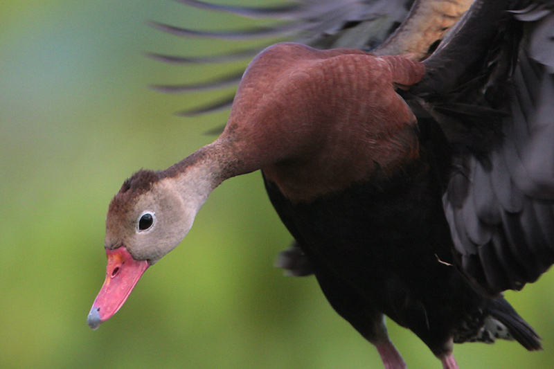 Black-bellied Whistling-Duck