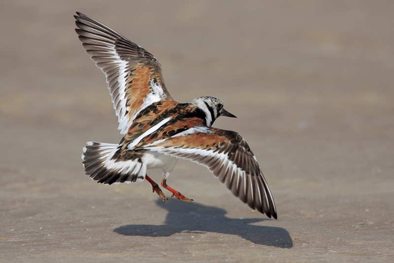 Ruddy Turnstone