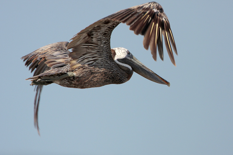 Brown Pelican