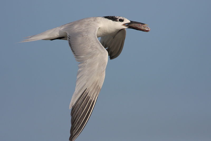 Sandwich Tern