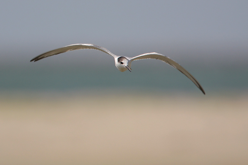 Sandwich Tern