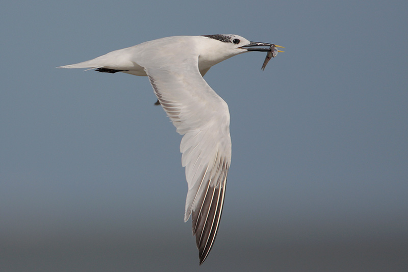 Sandwich Tern
