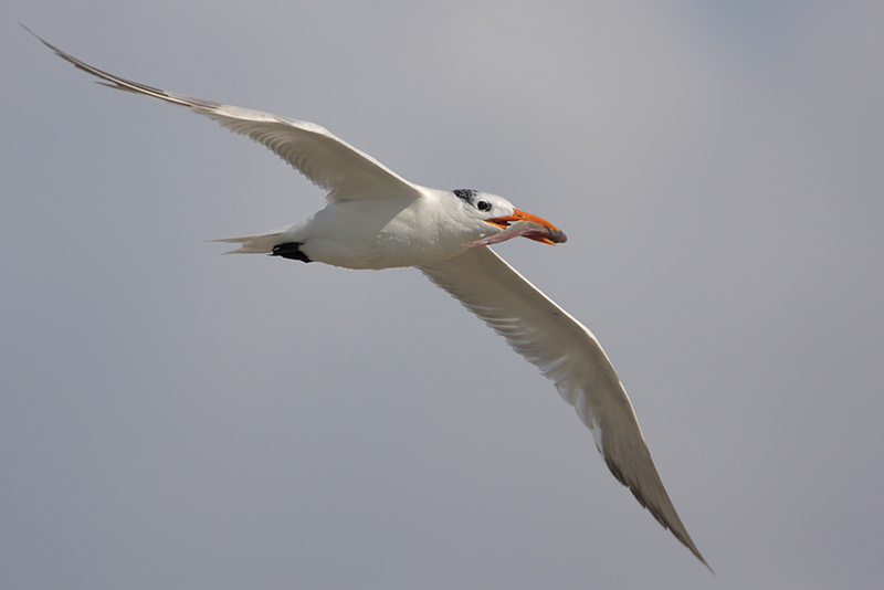 Royal Tern