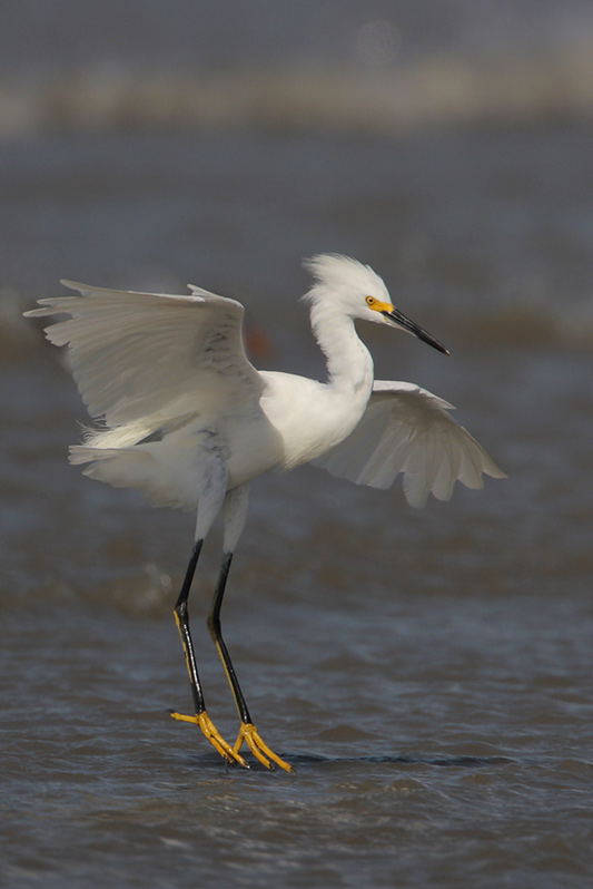 Snowy Egret