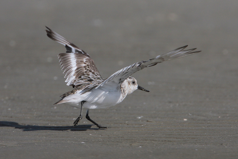 Sanderling