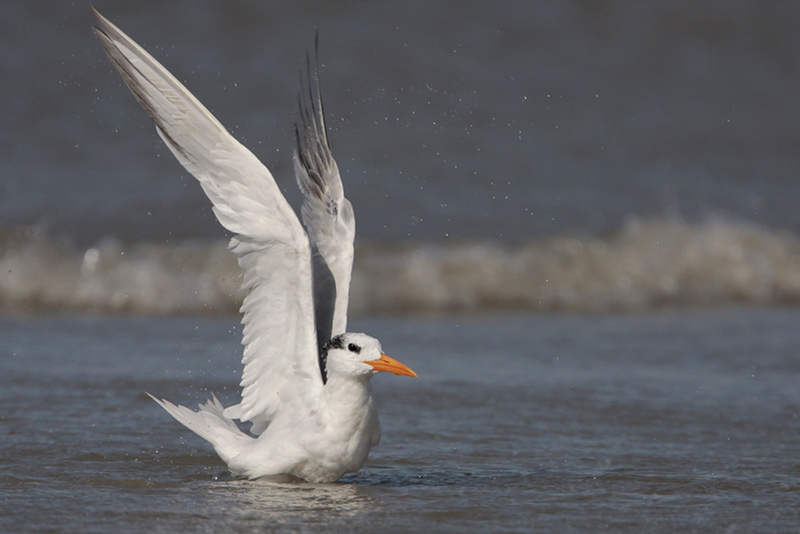 Royal Tern