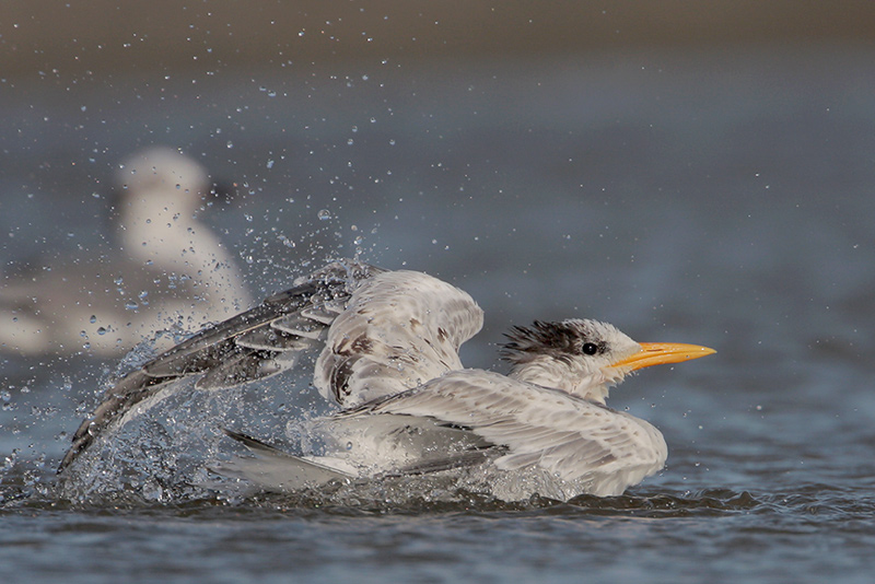 Royal Tern