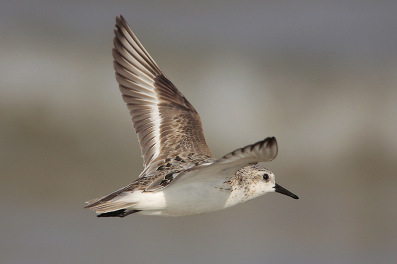 Sanderling