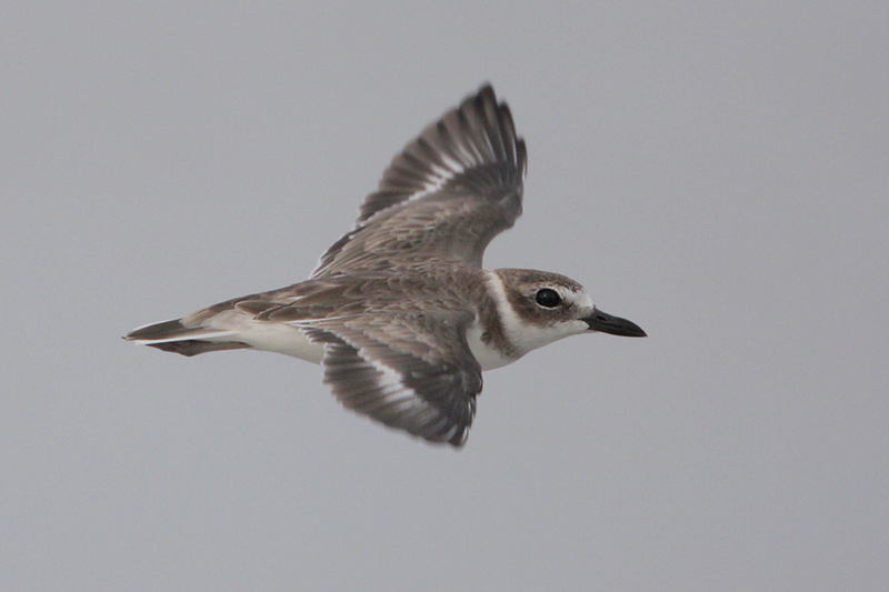 Wilsons Plover