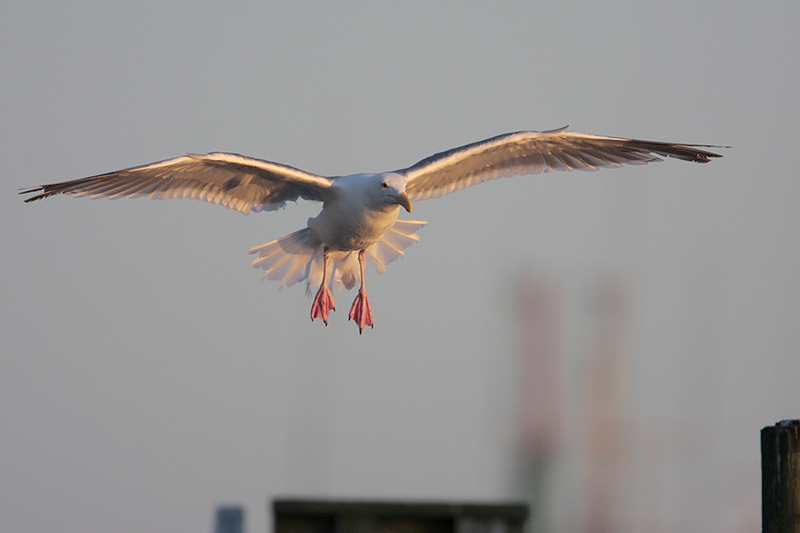 Western Gull