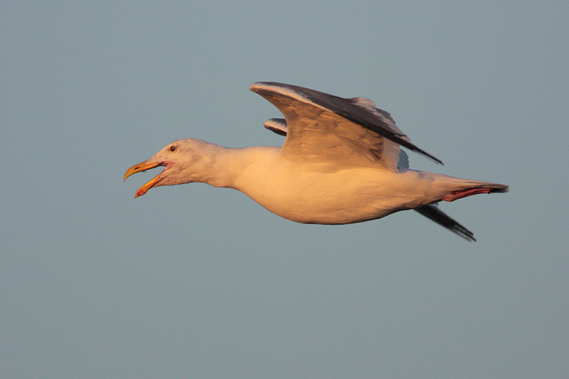 Western Gull