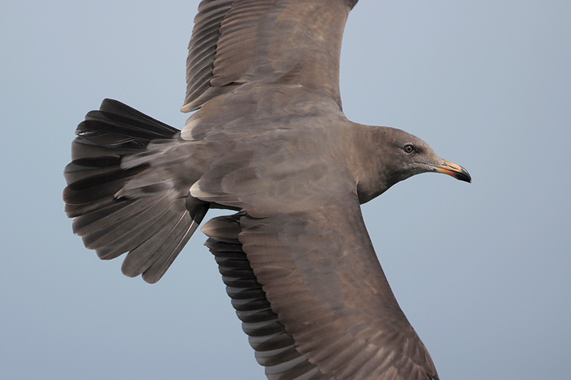 Heermanns Gull