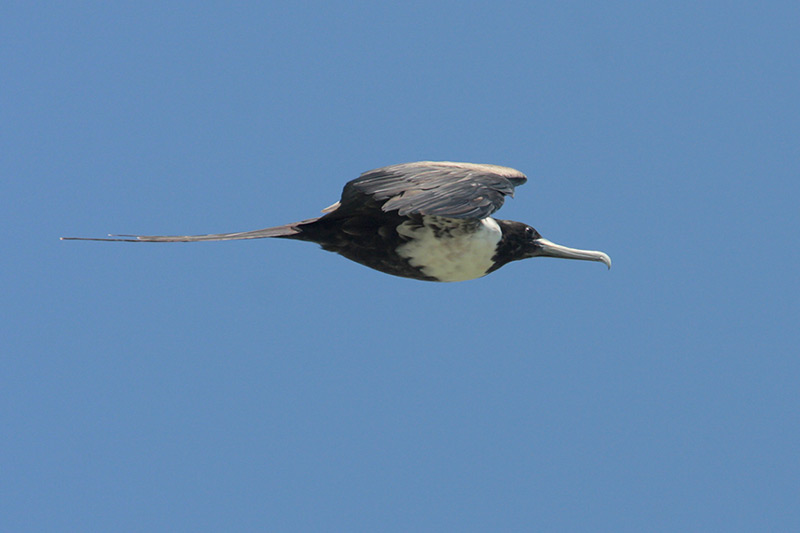 Magnificent Frigatebird