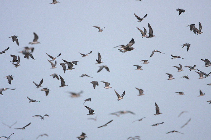 Black Tern