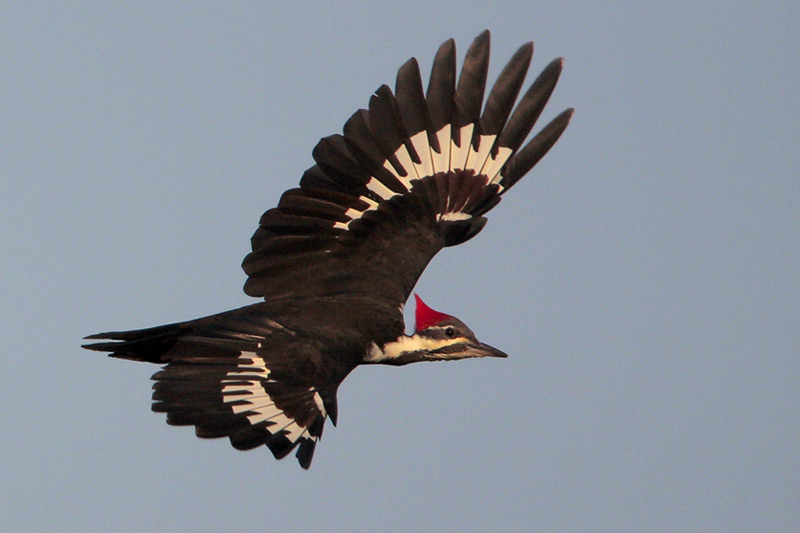Pileated Woodpecker